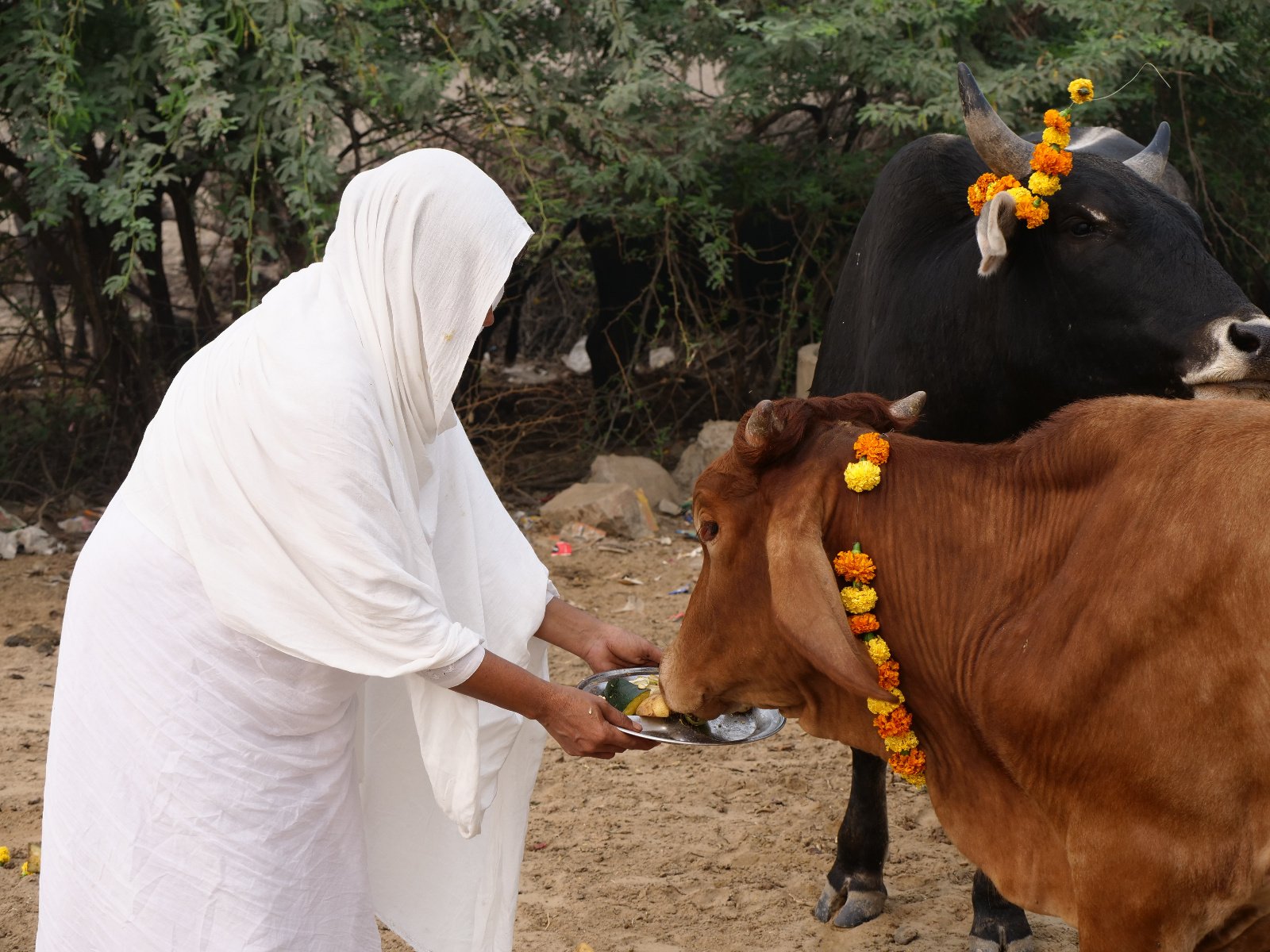  159 Gopashtami Radha kunda Govardhan 19.11.04